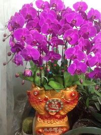 家園花木