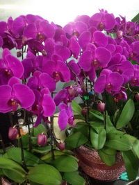 家園花木
