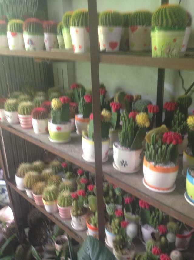 家園花木