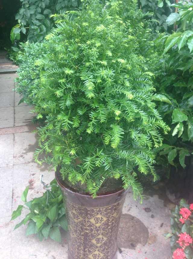 家園花木