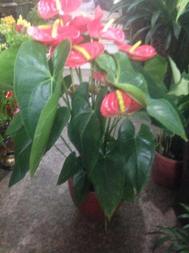 家園花木