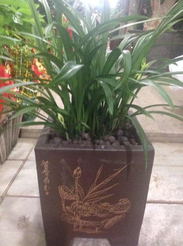 家園花木