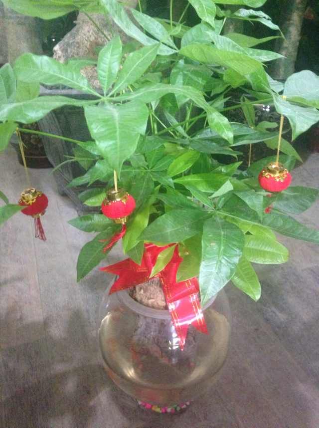家園花木
