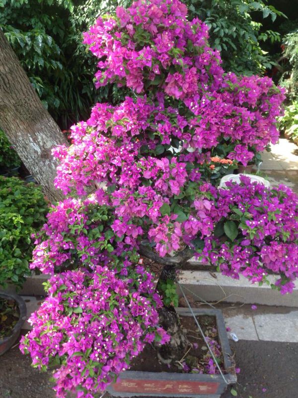 家園花木