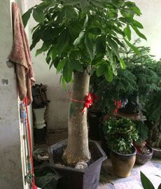 家園花木