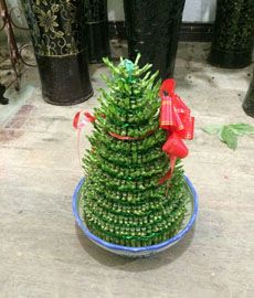 家園花木