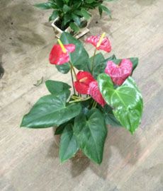 家園花木