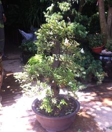 家園花木